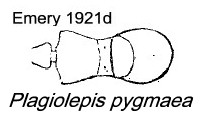 {Plagiolepis pygmaea}