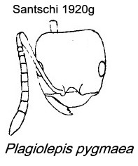 {Plagiolepis pygmaea}