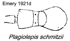 {Plagiolepis schmitzii alitrunk}