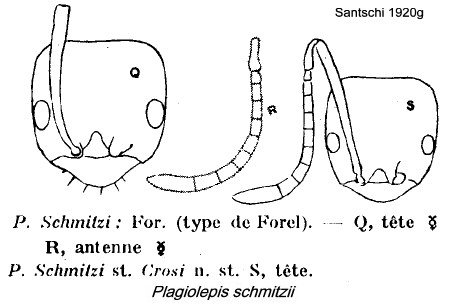 {Plagiolepis schmitzii}