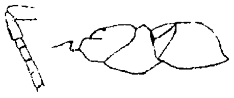 {Plagiolepis simoni}