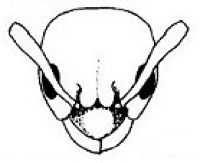 {Plagiolepis sudanica}