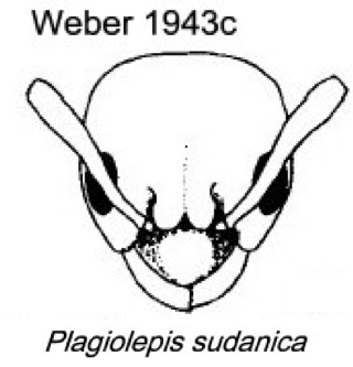 {Plagiolepis sudanica}