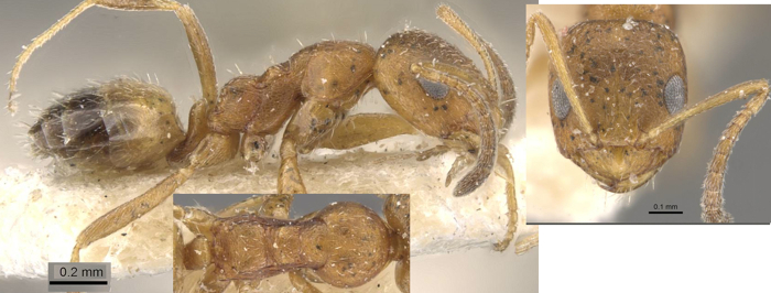 Plagiolepis vanderkelleni