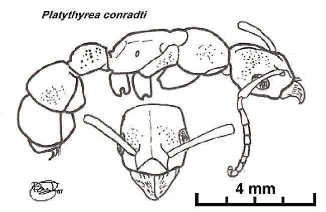 {Platythyrea conradti}