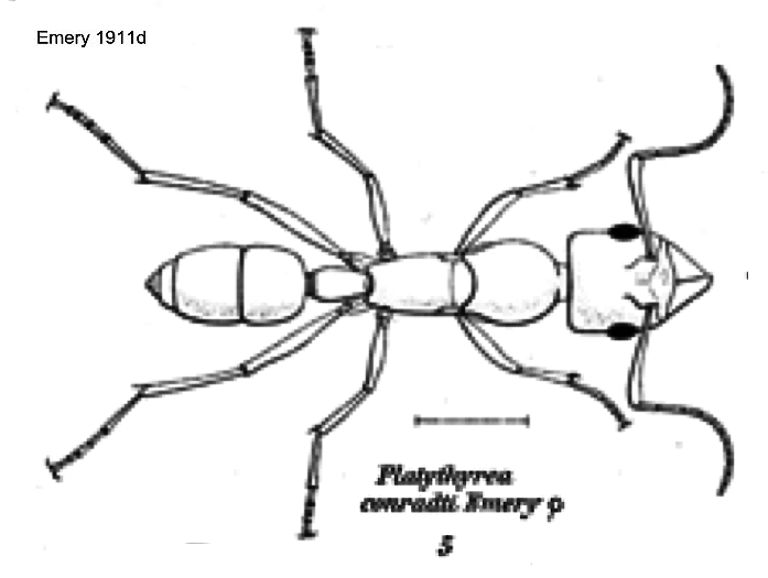 {Platythyrea conradti}