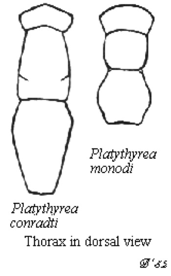 {Plathyrea conradti monodi}