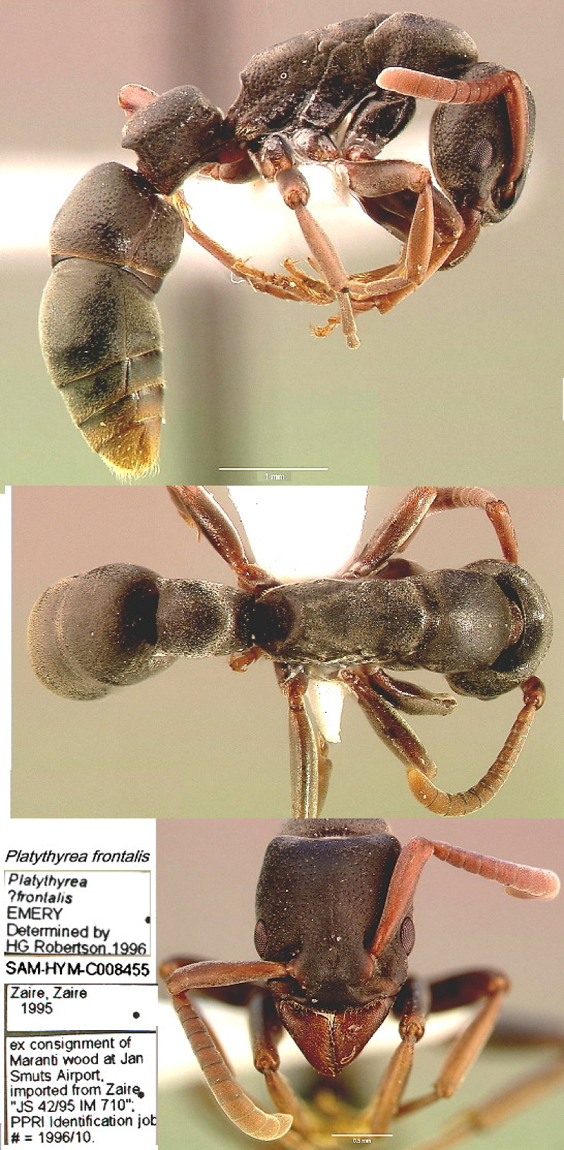 {Platythyrea frontalis}