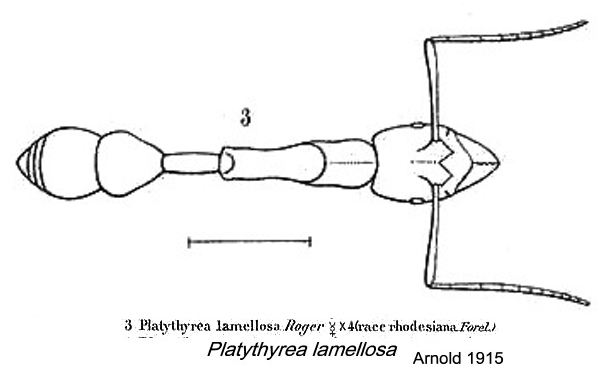 {Platythyrea lamellosa}