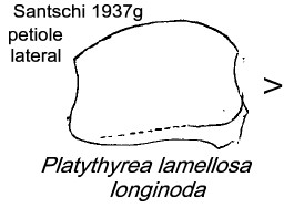 {Platythyrea lamellosa}