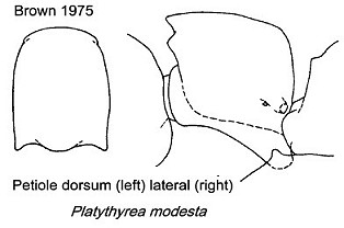 {Platythyrea modesta petiole}