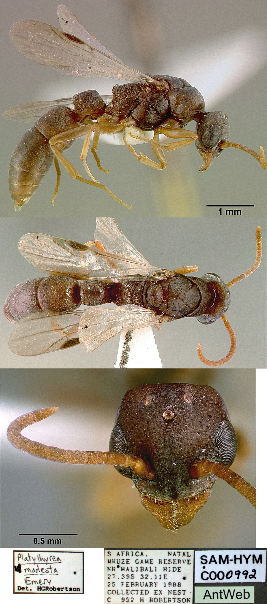 {Platythyrea modesta query male}