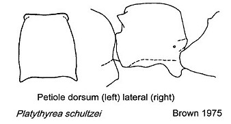 {Platythyrea schultzei petiole}