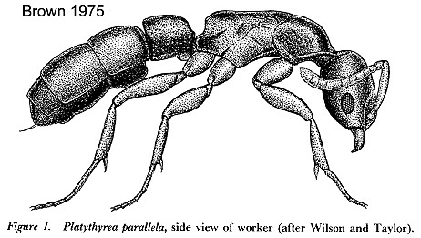 {Platythyrea parallela}