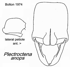 {Plectroctena anops}