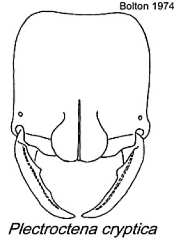 {Plectroctena cryptica}