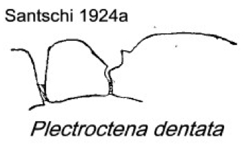 {Plectroctena dentata}