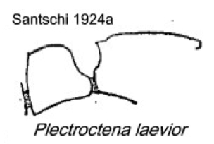 {Plectroctena laevior}