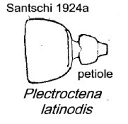 {Plectroctena latinodis}