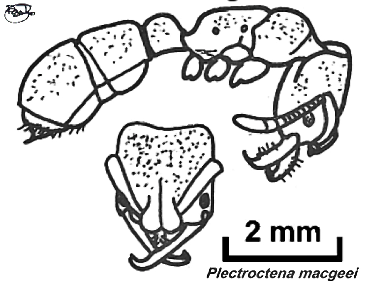 {Plectroctena macgeei}