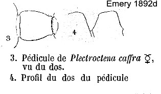 {plectroctena mandibularis caffra}