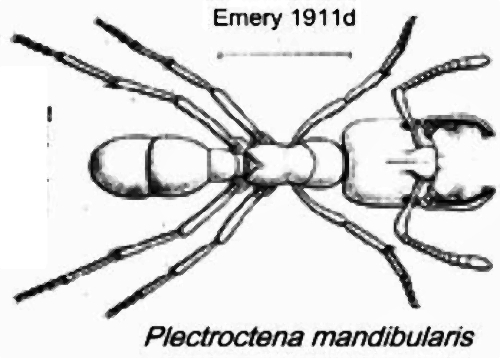 {Plectroctena mandibularis}