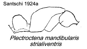 {Plectroctena mandibularis}