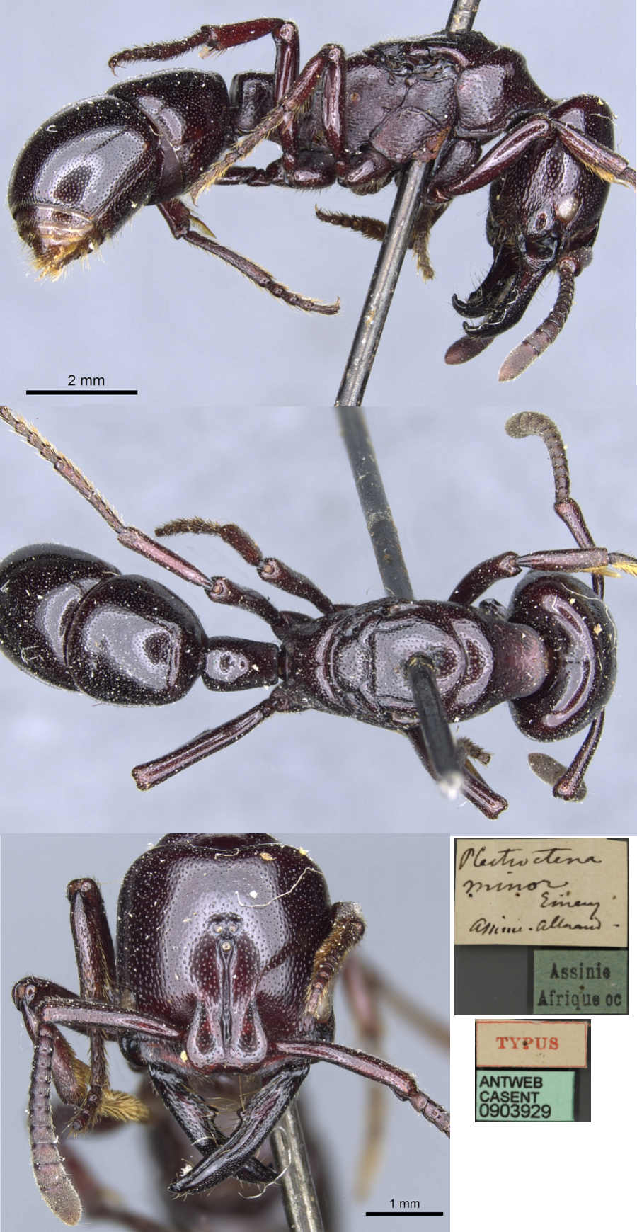 {Plectroctena minor queen