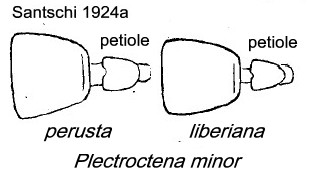 {Plectroctena minor petioles}