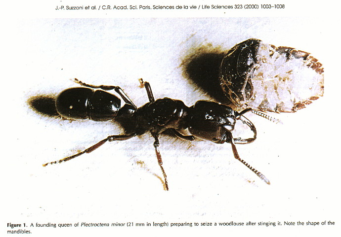 {Plectroctena minor queen and woodlouse prey}