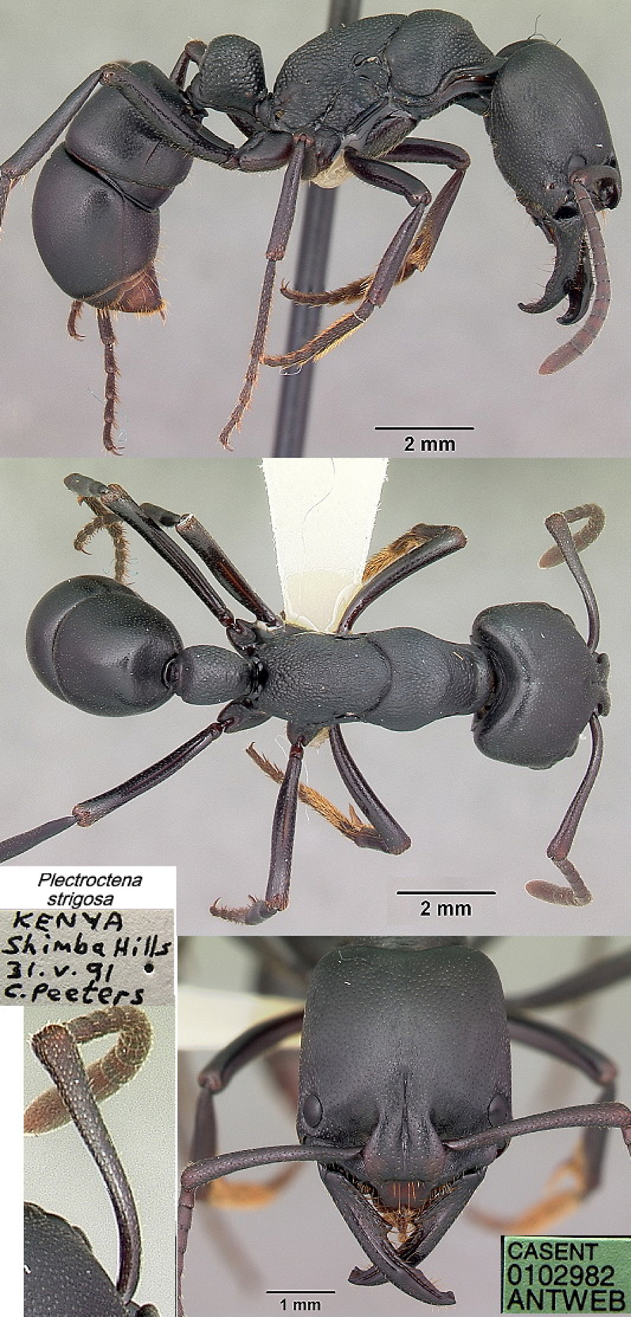 {Plectroctena strigosa}