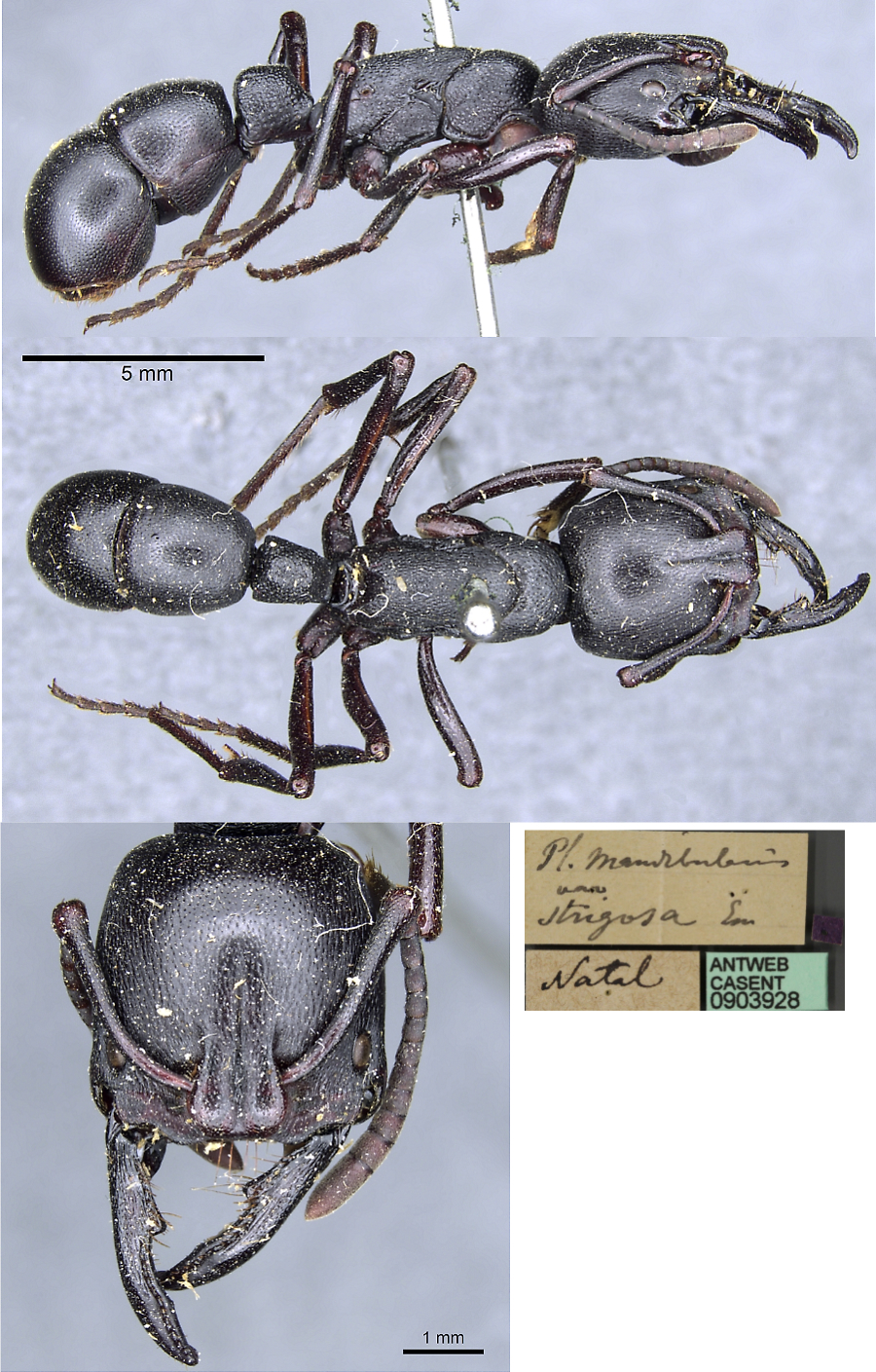 {Plectroctena strigosa