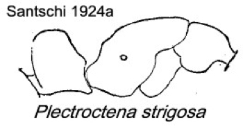 {Plectroctena strigosa}