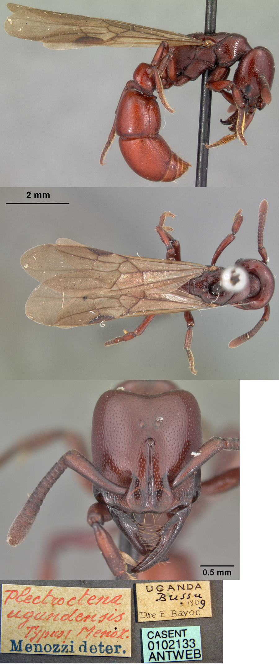 {Plectroctena ugandensis queen}