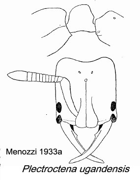 {plectroctena ugandensis}