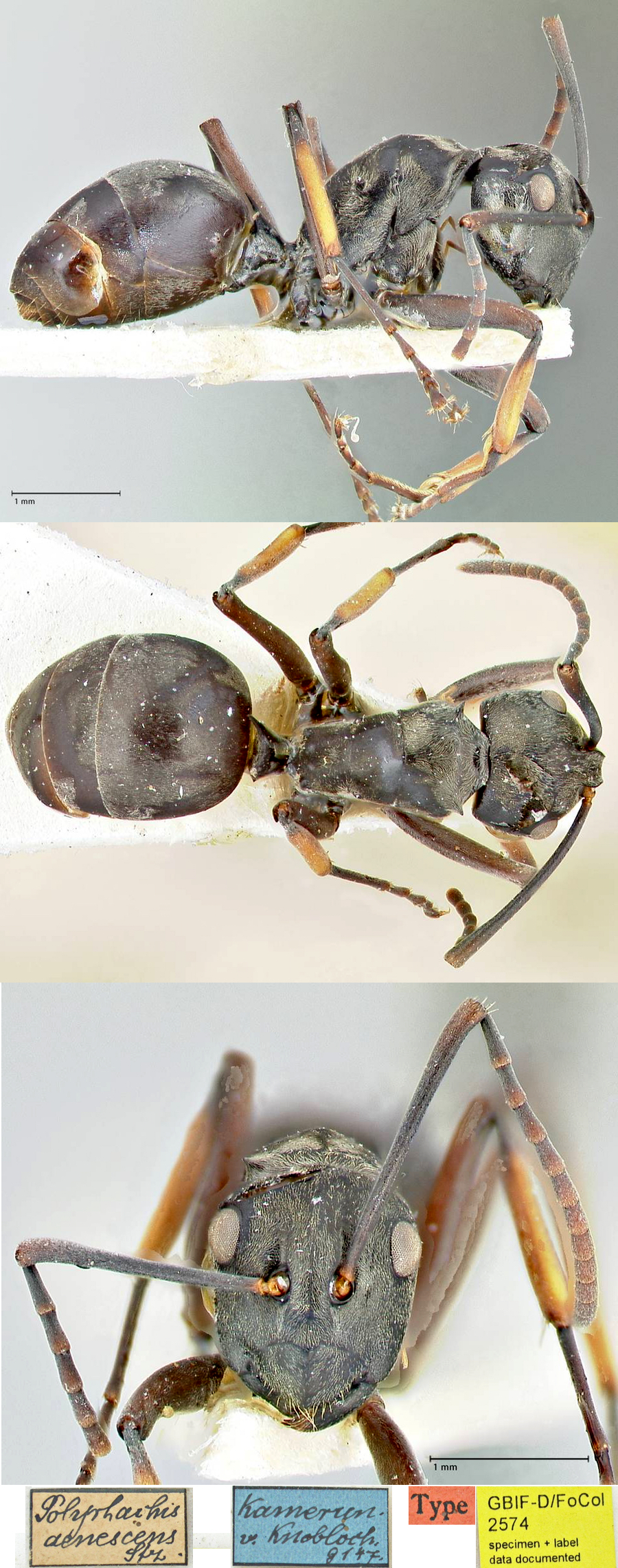 {Polyrhachis aenescens}