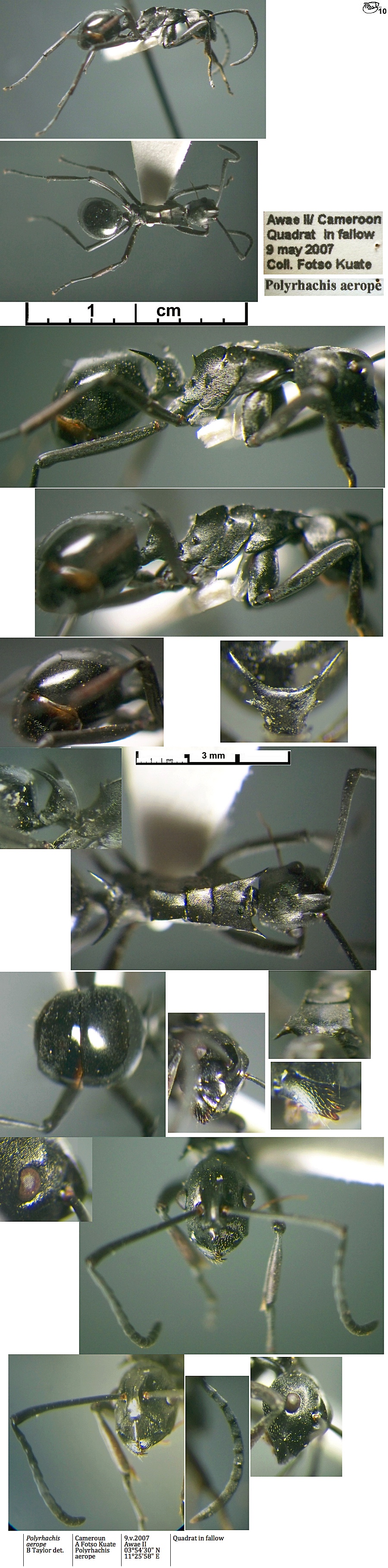 {Polyrhachis aerope}