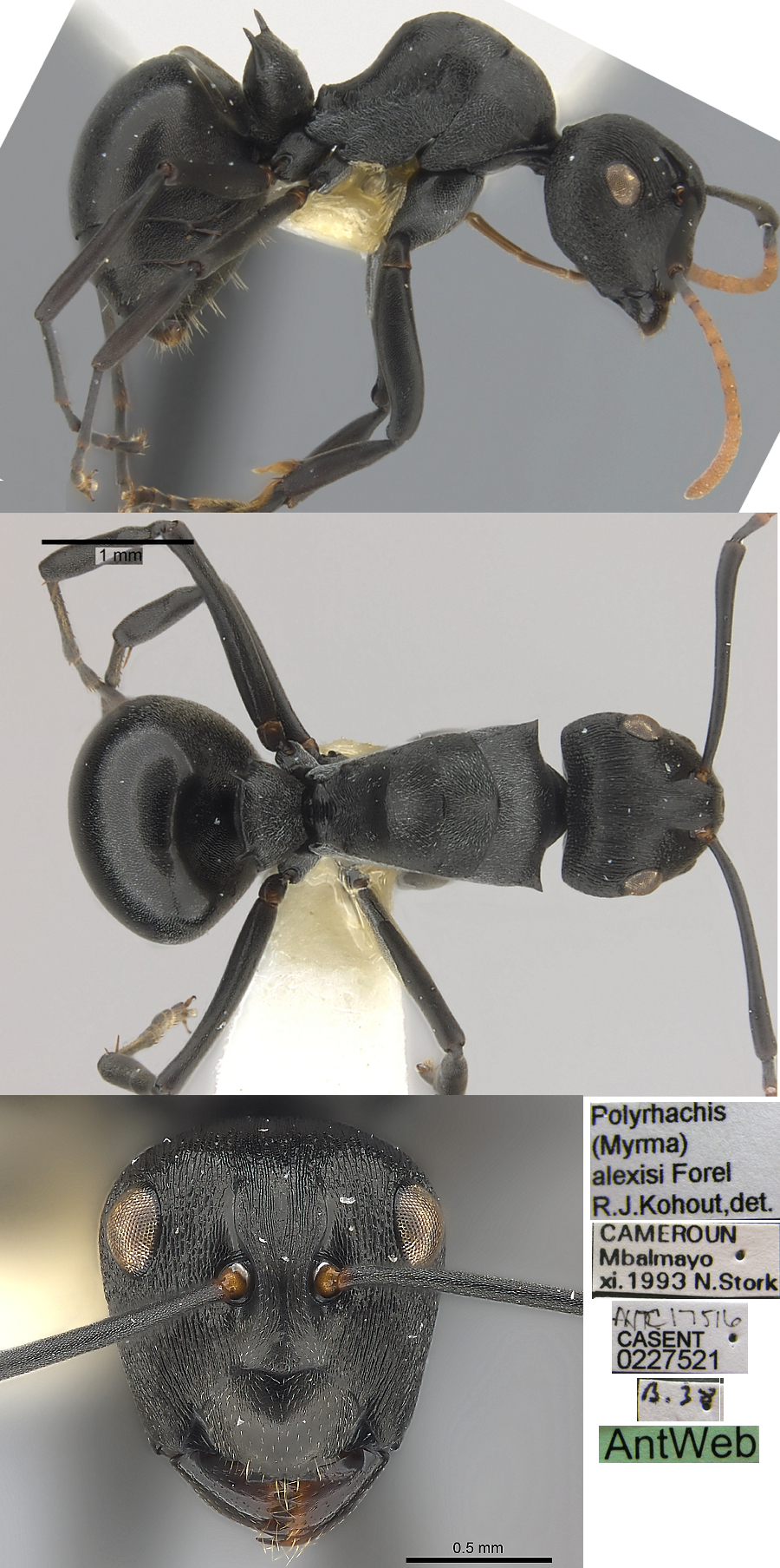 {Polyrhachis alexisi}