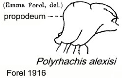 {Polyrhachis alexisi}