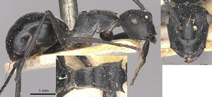 Polyrhachis alluaudi