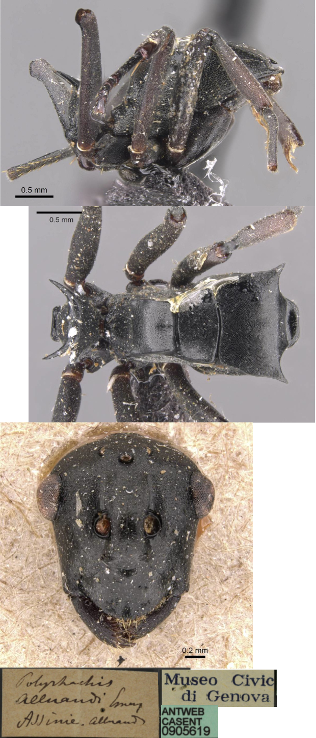 Polyrhachis alluaudi