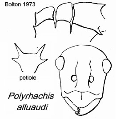 {Polyrhachis alluaudi}