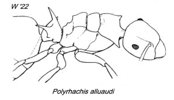 {Polyrhachis alluaudi}