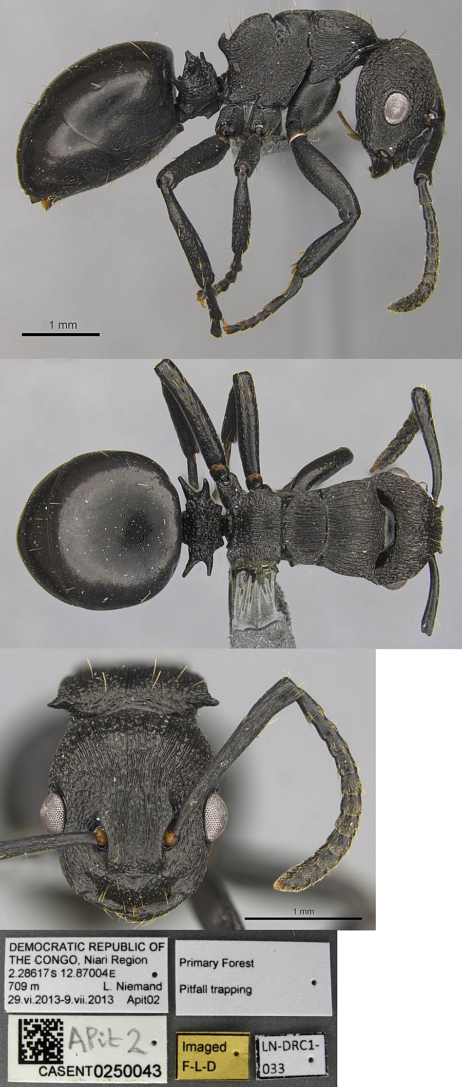 Polyrhachis andrei worker