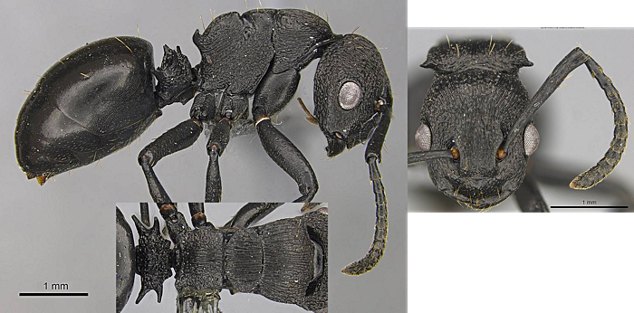 Polyrhachis andrei worker