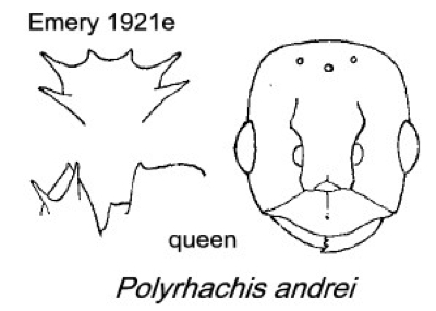 {Polyrhachis andrei queen}