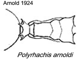 {Polyrhachis arnoldi}