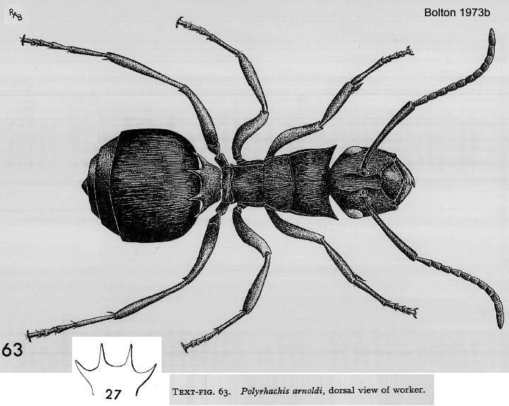 {Polyrhachis arnoldi}