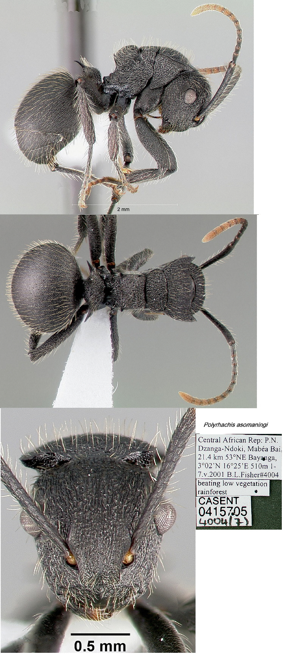 {Polyrhachis asomaningi}