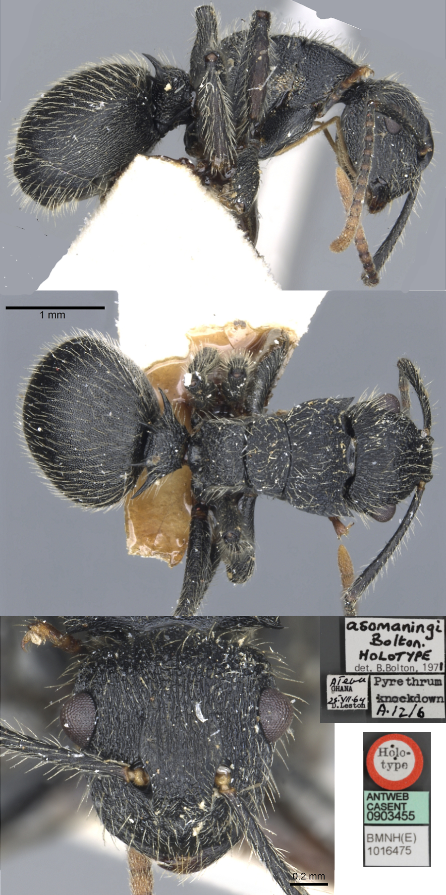 {Polyrhachis asomaningi